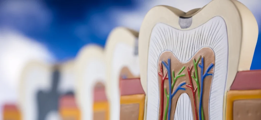 Comprendre l'endodontie